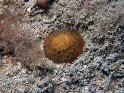 A free-living mushroom coral, Fungia.
