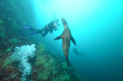 The famous Galapagos sea-lions took an interest in our survey work, Galapagos © KSLOF