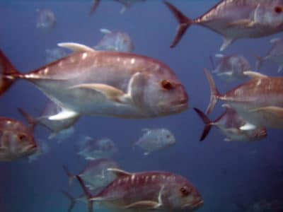 The school of giant trevally that chased off the barracudas.