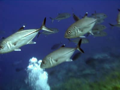 Bigeye jacks showing no fear of a diver’s bubbles