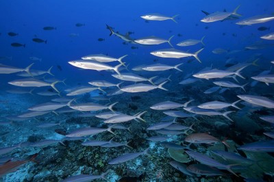 Rainbow runners, Elagatis bipinnulatus, encircling.