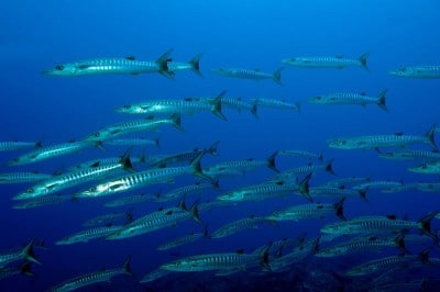 School of blackfin barracudas, Sphyraena qenie, encircling.