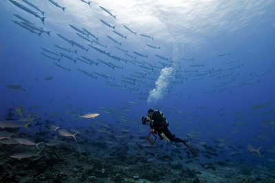 Science diver photographs wall of fish at the Great Barrier Reef.
