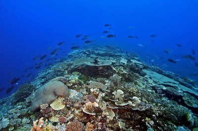Sleek unicornfish, Naso hexacanthus, swim over the Great Barrier Reef.