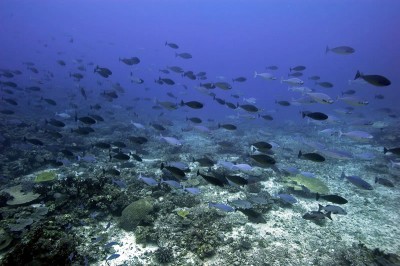 Sleek Unicornfish, Naso hexacanthus, swim over the Great Barrier Reef.