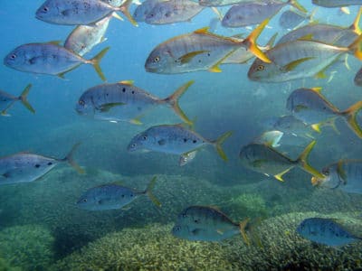 School of barred jacks with males showing dark spots.