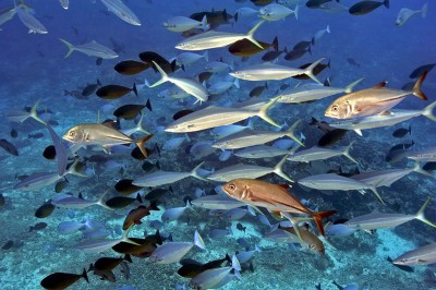 Swirling mixed class of fishes at Great Barrier Reef.