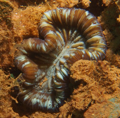 A small colony of Trachyphyllia.