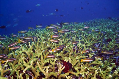 Two spot snappers, Lutjanus biguttatus, among yellow branching Acropora.