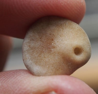 A close-up of the underside, showing the hole inhabited by a sipunculid worm.