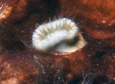 A walking coral with expanded tentacles in the middle of a mat of cyanobacteria.