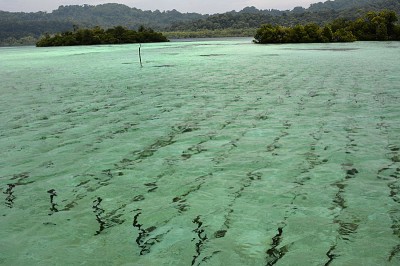 Above water view of seaweed plot marked by stakes.