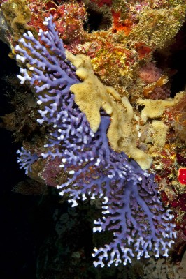 Blue Lace Corals of Solomon Islands