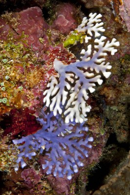 Blue Lace Coral Colony