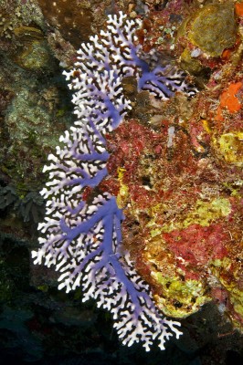 Blue Lace Coral colonies in varying shades of white and violet-blue.