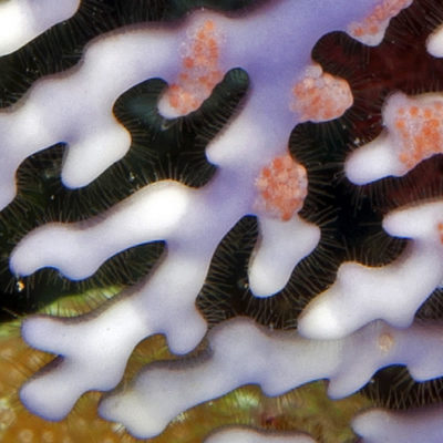 Blue lace coral close up of fine hairs protruding through gastropores.