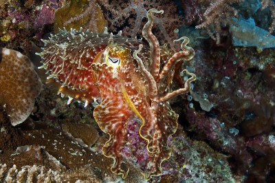 Broadclub Cuttlefish (Sepia latimanus) showing its capacity for color and texture variation as well as its interesting defensive posture with tentacles raised.