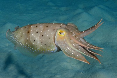 Broadclub Cuttlefish (Sepia latimanus) 