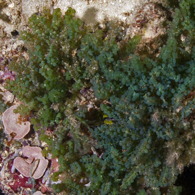 Caulerpa Seaweed