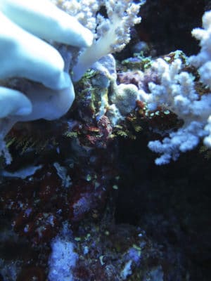 Nudibranches: Ceratosoma sinuata nudibranch hiding between some soft coral.