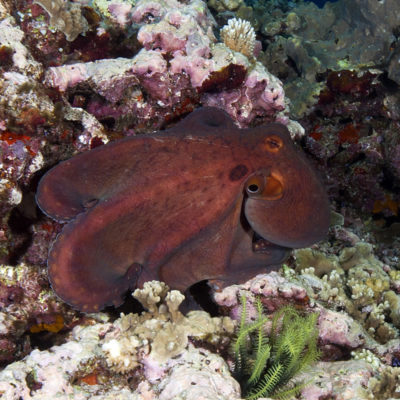 Day Octopus (Octopus cyanea) in camouflage.