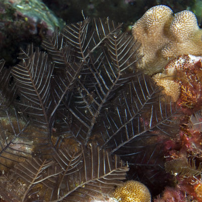 Feather Hydroids