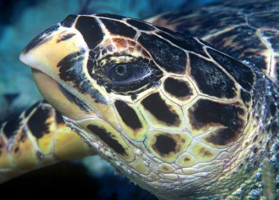 Hawksbill sea turtle beak close-up.