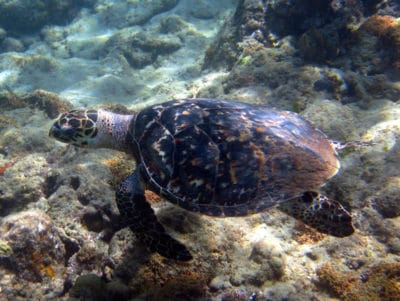 Hawksbill sea turtle swimming at Arnavon Islands, Solomon Islands, with beautiful view of shell.