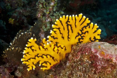 Lace coral bright orange color form.