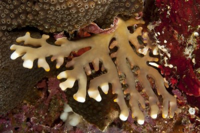 Lace coral tan brown color form.