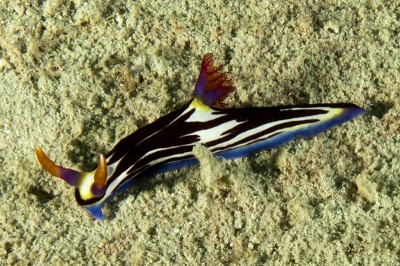 Nembrotha spp.