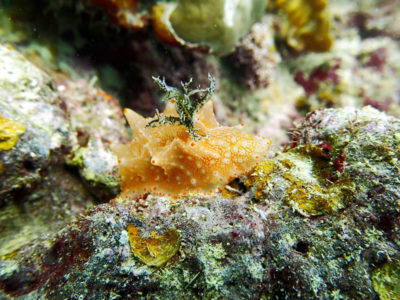 Batangas halgerda nudibranch.