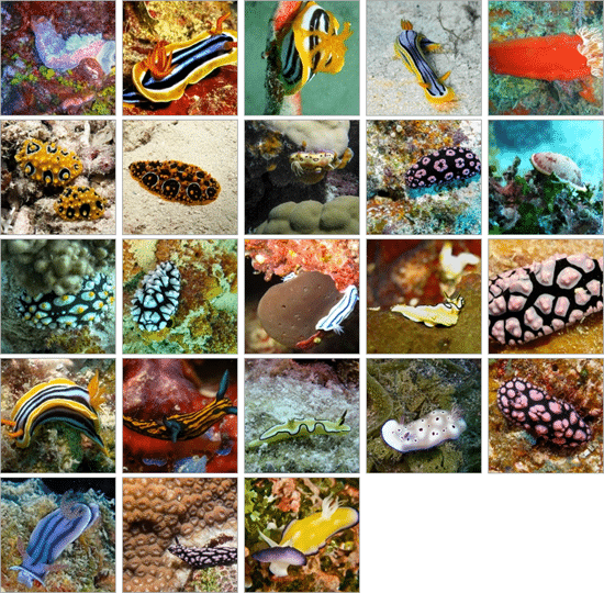 Nudibranches Gallery