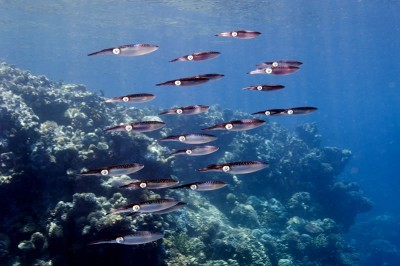 A squadron of Bigfin Reef Squid (Sepioteuthis lessoniana) sometimes encountered on the reef but more commonly seen in open water at the end of a dive.