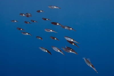 A squadron of Bigfin Reef Squid (Sepioteuthis lessoniana) sometimes encountered on the reef but more commonly seen in open water at the end of a dive.