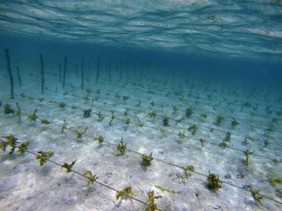 Seaweed Farm near Kia Village, Solomon Islands