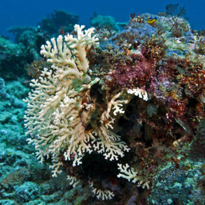 Yellow Lace Coral (Distichopora violacea).