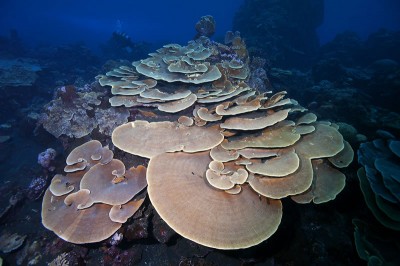 Coral down-slope of Tinakula active volcano at Solomon Islands.