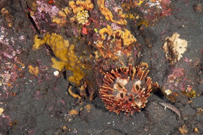 Coral down-slope of Tinakula active volcano at Solomon Islands.