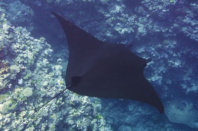 Manta Ray Encountered at New Caledonia GRE Mission.