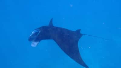 Manta Ray Encountered at Solomon Islands GRE Mission.