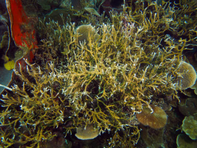 A delicate colony of Anacropora from a lagoon in Rock Islands