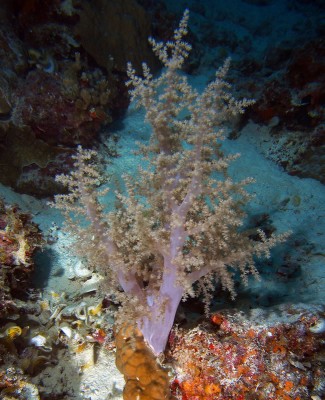 Dendronepthyd soft coral