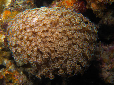 Goniopora cu