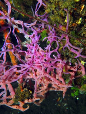 A clump of the fragile sponge Haliclona hanging off a mangrove root