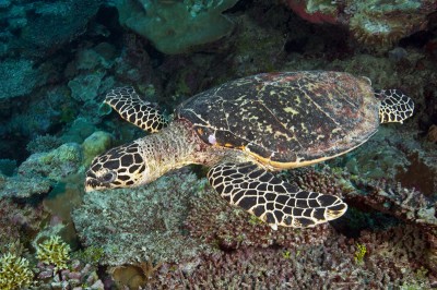 Friendly Hawksbill Sea Turtle (Eretmochelys imbricata).