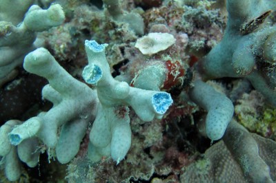 Blue Coral