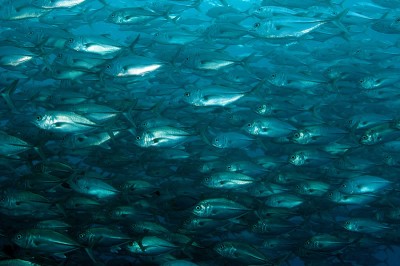 Large school of Bigeye Jacks (Caranx sexfasciatus) greeted us at the start of the dive.