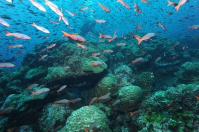 Last remaining true coral reef in the Galapagos Darwin Island