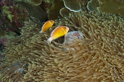Pair of Pink Anemonefish (Amphiprion perideraion) in a large Leathery Sea Anemone (Heteractis crispa).